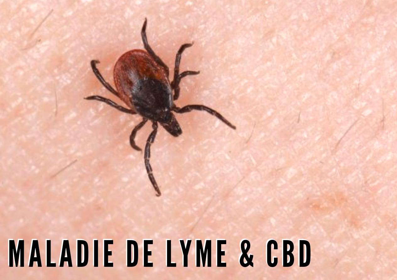 la maladie de lyme CBD